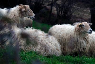 Shepherdess day in Aralar -Plazaola